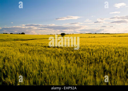Tavoliere, Apulia, Italy, wheat fields Stock Photo