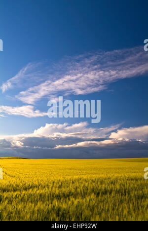 Tavoliere, Apulia, Italy, wheat fields Stock Photo