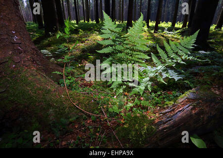 Dryopteris dilatata, broad buckler fern Stock Photo