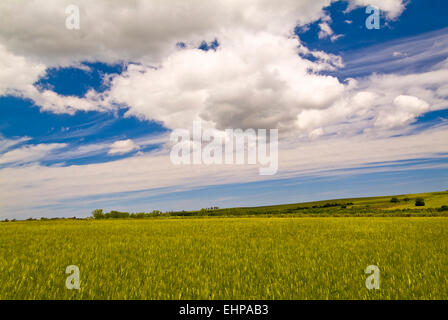 Tavoliere, Apulia, Italy, wheat fields Stock Photo