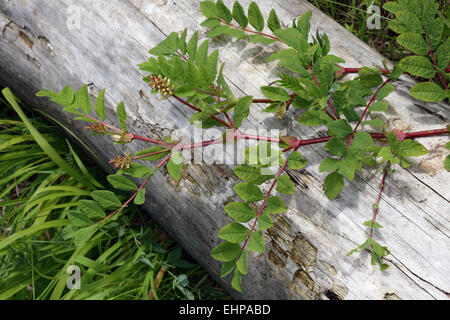 Wild Liquorice, Astragalus glycyphyllos Stock Photo