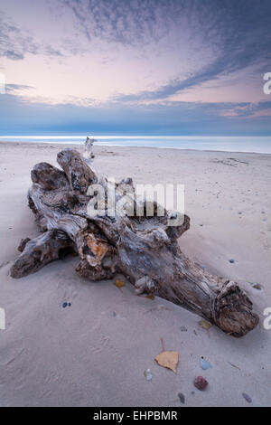 A gnarled tree trunk that has washed ashore now sits alone on a beach at the Pinery Provincial Park in Ontario, Canada. Stock Photo