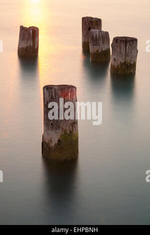 Wooden posts left over from an old pier in the St. Clair River. Stock Photo