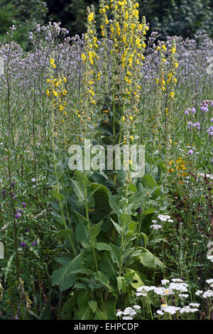 Great mullein, Verbascum thapsus Stock Photo