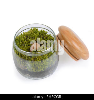 Terrarium, green moss in a opened bottle, on white background. Stock Photo
