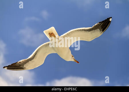Herring Gull In Flight Stavanger Norway Stock Photo