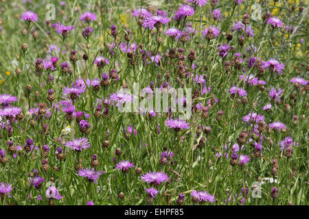 Brown Knapweed, Centaurea jacea Stock Photo