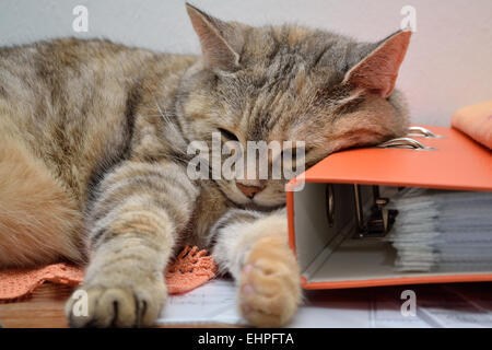 gray domestic cat Stock Photo