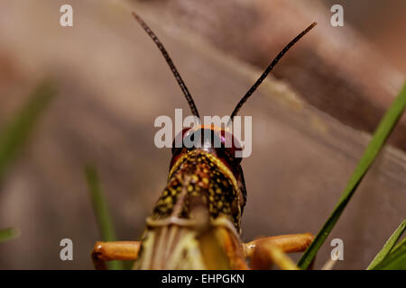 one locust eating the grass in the nature Stock Photo