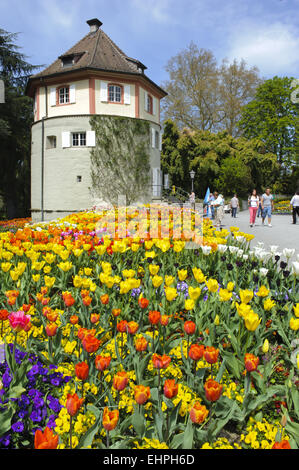 blooming tulips in park Mainau, Bavaria Stock Photo