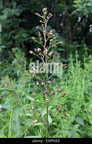 Woodland Figwort, Scrophularia nodosa Stock Photo