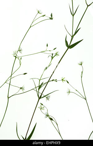 Stellaria graminea, Grassleaf Starwort Stock Photo