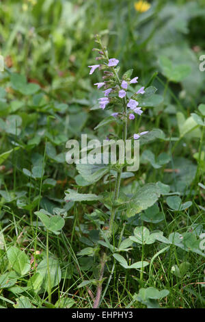 Lesser Calamint, Calamintha nepeta Stock Photo