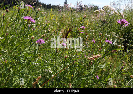 Brown Knapweed, Centaurea jacea Stock Photo