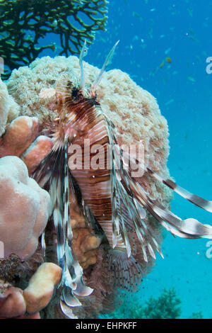 Common lionfish Stock Photo