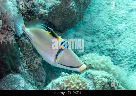 Arabian Picasso triggerfish Stock Photo