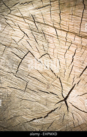 transverse cutting of an old dry wood Stock Photo