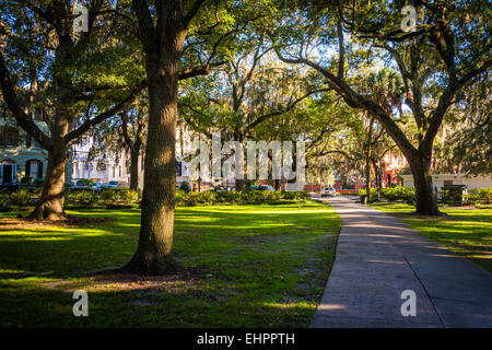 Large oak trees and spanish moss along a path in Forsyth Park, Savannah, Georgia. Stock Photo