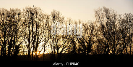Crows nests in winter trees at sunrise. England Stock Photo