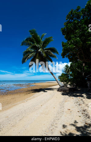 Boy climbing palm tree to retrieve some coconuts. Stock Photo