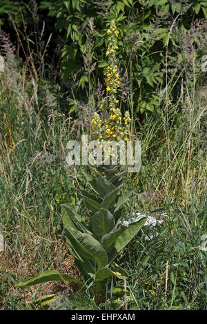 Great mullein, Verbascum thapsus Stock Photo