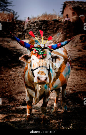 Freshly decorated animals for 'Day Of The Cow', Udaipur. Stock Photo