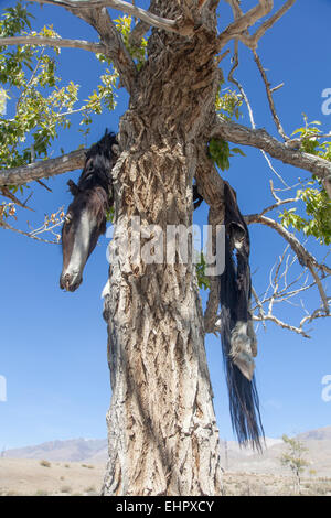 Hide sacrificial horse hanging on the tree Stock Photo