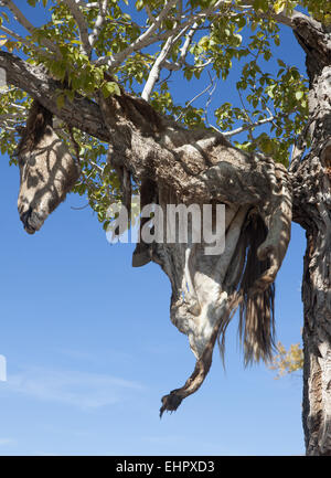 Hide sacrificial horse hanging on the tree Stock Photo