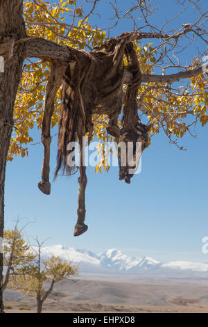 Hide sacrificial horse hanging on the tree Stock Photo