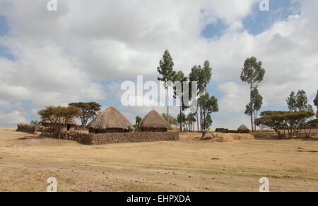 Ethiopia,Addis Ababa, December 15,2013. The Ethiopian yard on mount Entoto in Ethiopia,Addis Ababa,December15,2013. Stock Photo