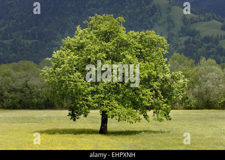 single old big linden tree at spring Stock Photo