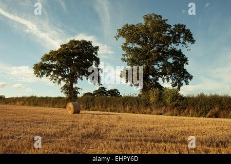 Hay bales on the field after harvest, uk Stock Photo