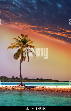 Lonely palm tree in the sea at sunset Stock Photo