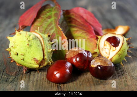 Horse Chestnut with autumn leaves. Stock Photo