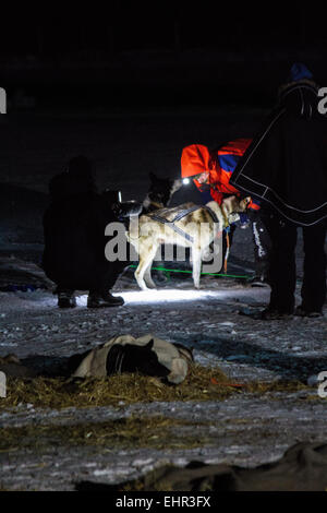Norwegian adventurer, Lars Monsen, arriving at checkpoint Varangerbotn during the Finnmark dog race 2015 Stock Photo