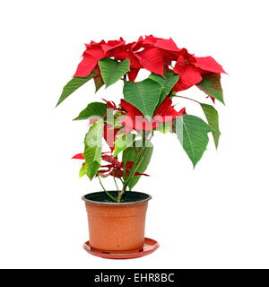 colorful poinsettia ( Euphorbia pulcherrima ) in a pot isolated over white background Stock Photo