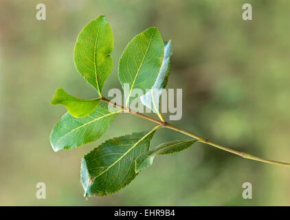Khat plant, also Abyssinian Tea (Catha edulis), leaves, Oromia or Oromiya Region, Ethiopia Stock Photo