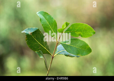 Close up of leaves of a khat plant in Yemen Stock Photo - Alamy