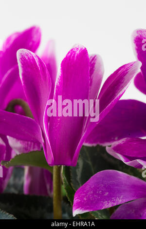 Cyclamen persicum pot plant blooms on a white background with white edged deep pink reflexed petals Stock Photo