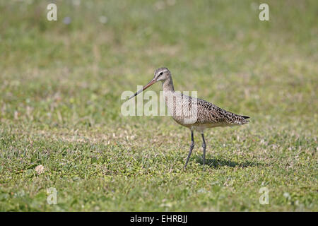 Marbled Godwit, Limosa fedoa, feeding on lawn Stock Photo