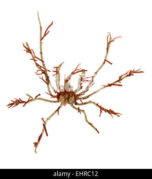 Long-legged Spider Crab - Macropodia rostrata Stock Photo
