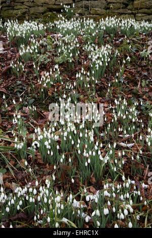 Snowdrops, Cotswolds, Gloucestershire, England, United Kingdom, Europe Stock Photo