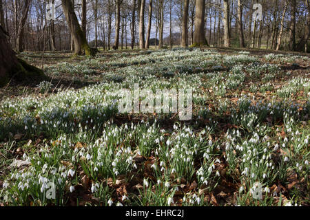 Snowdrops, Cotswolds, Gloucestershire, England, United Kingdom, Europe Stock Photo