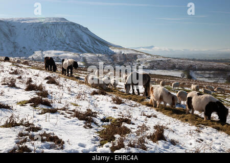 Livestock below Hay Bluff with view to Pen y Fan peak, Black Mountains, near Capel-y-ffin, Brecon Beacons Powys, Wales, UK Stock Photo