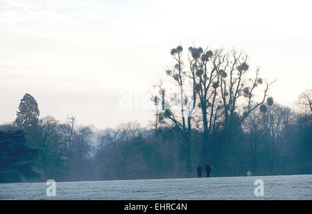 A couple walking dogs in a park on a frosty winter morning.