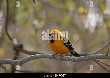 Altamira Oriole, Icterus gularis, backlit Stock Photo