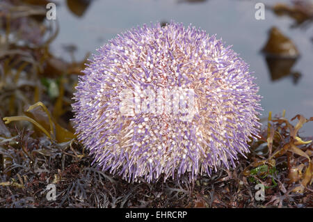 Common Sea Urchin - Echinus esculentus Stock Photo