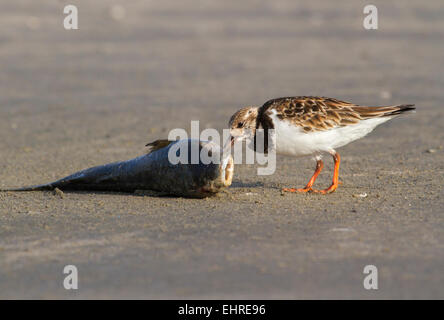 Ruddy turnstone (Arenaria interpres) scavenging on a dead fish, Galveston, Texas, USA Stock Photo