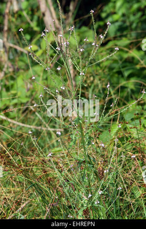 Verbena officinalis, Common Vervain Stock Photo