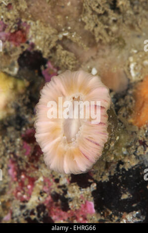 Devonshire Cup-coral - Caryophyllia smithii Stock Photo